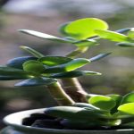 Are Jade Plant Good For Your Home Garden.jpg