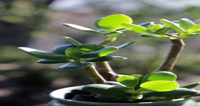 Are Jade Plant Good For Your Home Garden.jpg