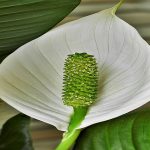 Are Peace Lily Good Idea For Garden.jpg