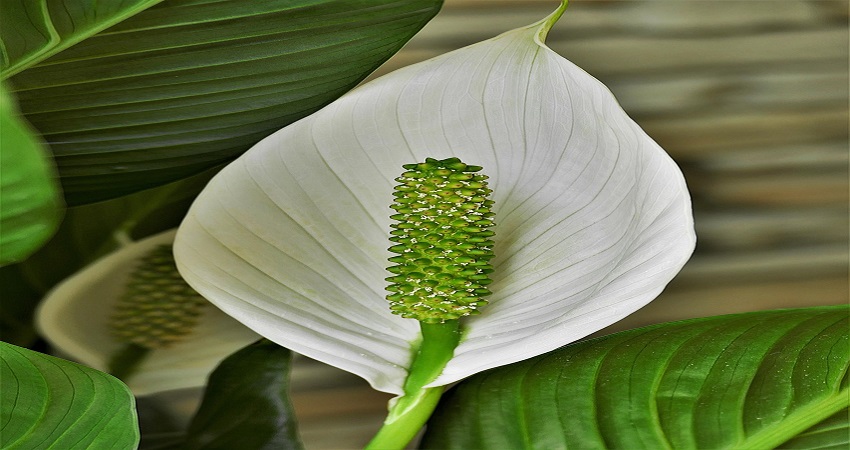 Are Peace Lily Good Idea For Garden.jpg