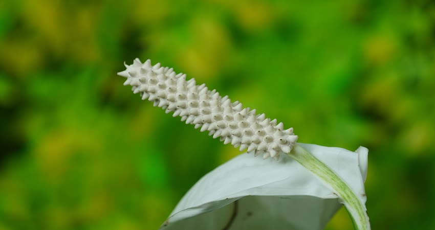 Best Place To Plant Peace Lily Outside.jpg