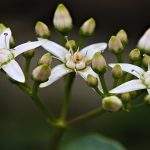 Can You Propagate Jade Plant In Water.jpg