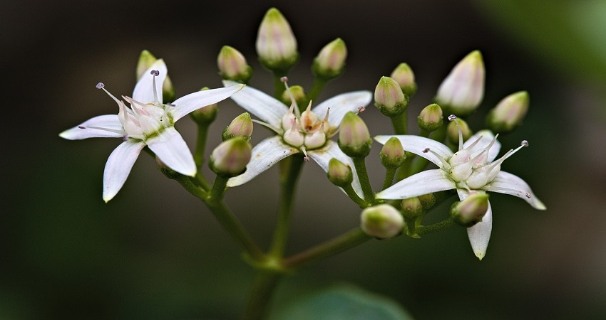 Can You Propagate Jade Plant In Water.jpg