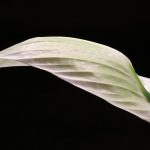 Can You Use Cactus Soil For Peace Lily.jpg