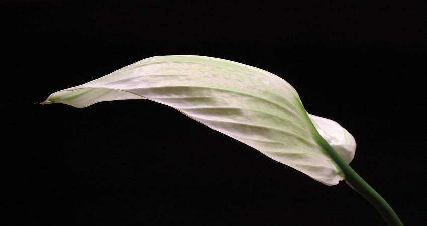 Can You Use Cactus Soil For Peace Lily.jpg