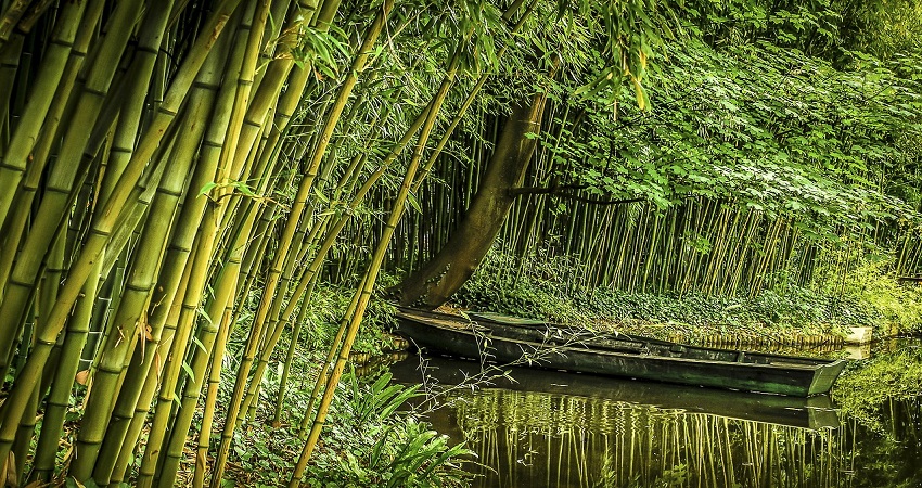 Difference Between Bamboo And Lucky Bamboo.jpg