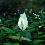 How Do You Know When To Repot A Peace Lily.jpg