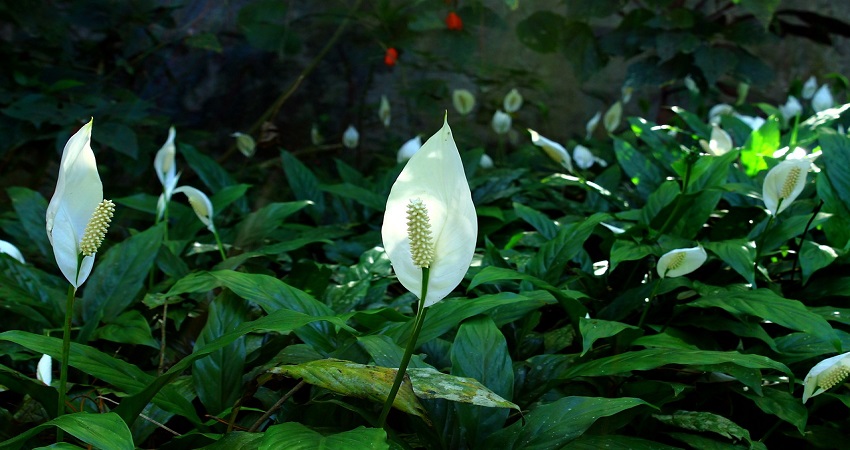 How Do You Know When To Repot A Peace Lily.jpg