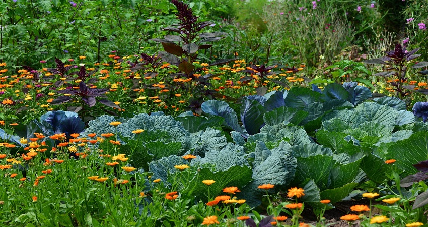 How Does Planting Vegetables Help The Environment.jpg