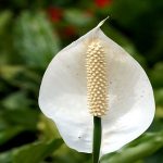 How Long Do Peace Lily Flowers Last.jpg