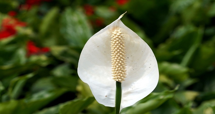 How Long Do Peace Lily Flowers Last.jpg