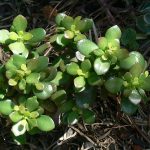 How To Propagate Jade Plant From Stem Cutting.jpg