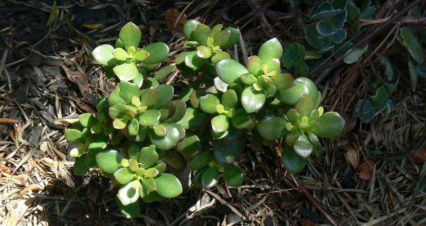 How To Propagate Jade Plant From Stem Cutting.jpg