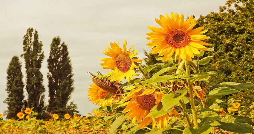 Is Gardening Good For The Environment.jpg