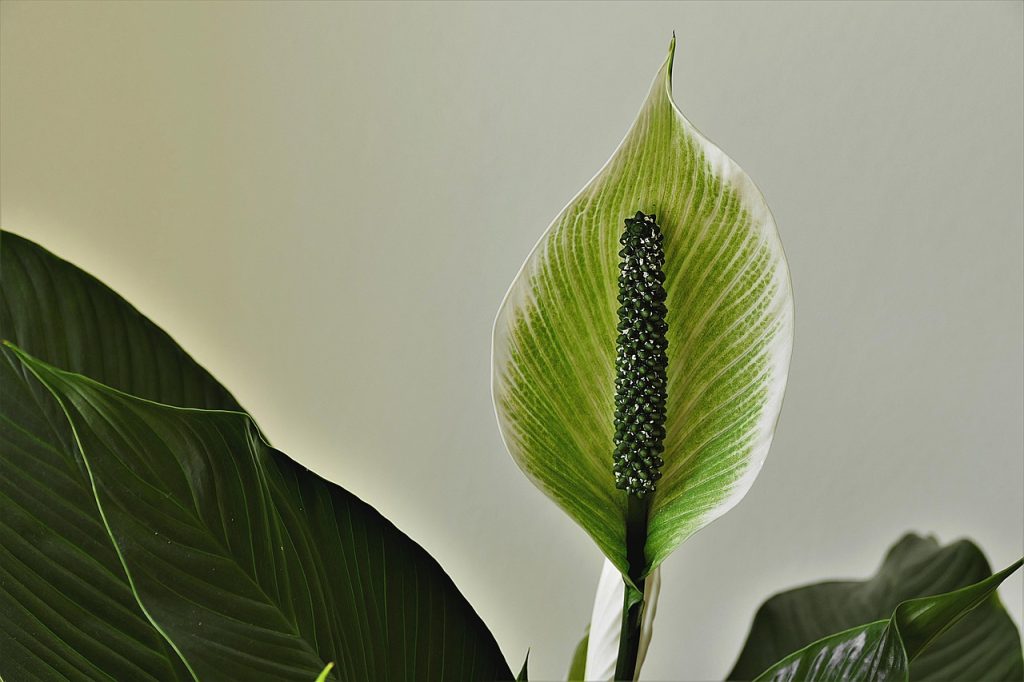 What Is The Best Way To Propagate Peace Lily.jpg