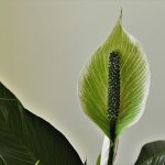 What Is The Best Way To Propagate Peace Lily.jpg