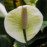 Why Are The Leaves On Your Peace Lily Turning Black.jpg