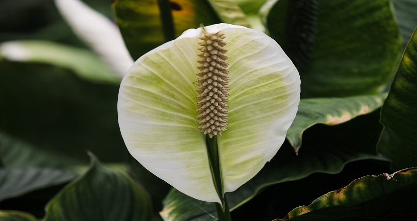 Why Are The Leaves On Your Peace Lily Turning Black.jpg