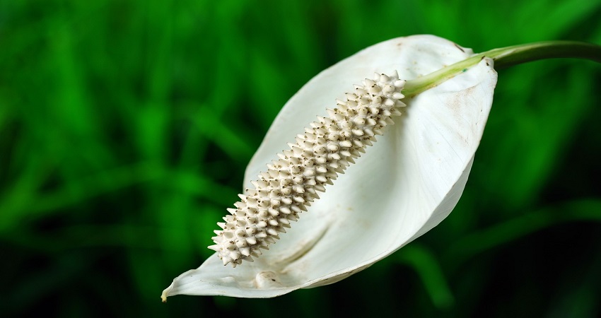 Why Are Your Peace Lilies Growing Leaves But No Flowers.jpg