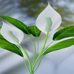 Why Are Your Peace Lily Flowers Green Instead Of White.jpg