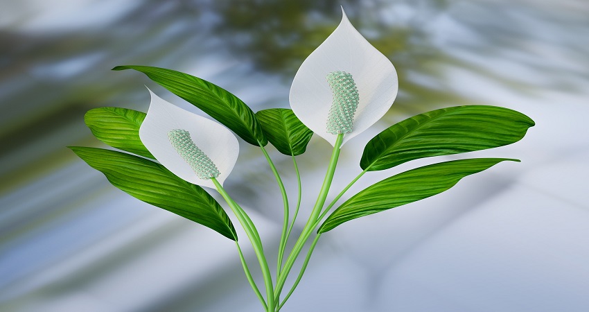 Why Are Your Peace Lily Flowers Green Instead Of White.jpg