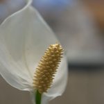 Why Are Your Peace Lily Leaves Curling And Drooping.jpg