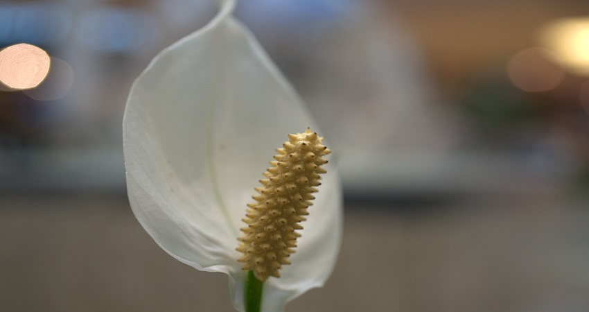 Why Are Your Peace Lily Leaves Curling And Drooping.jpg