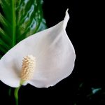 Why Are Your Peace Lily Leaves Turning Brown.jpg