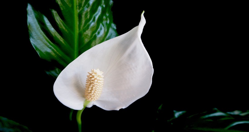 Why Are Your Peace Lily Leaves Turning Brown.jpg