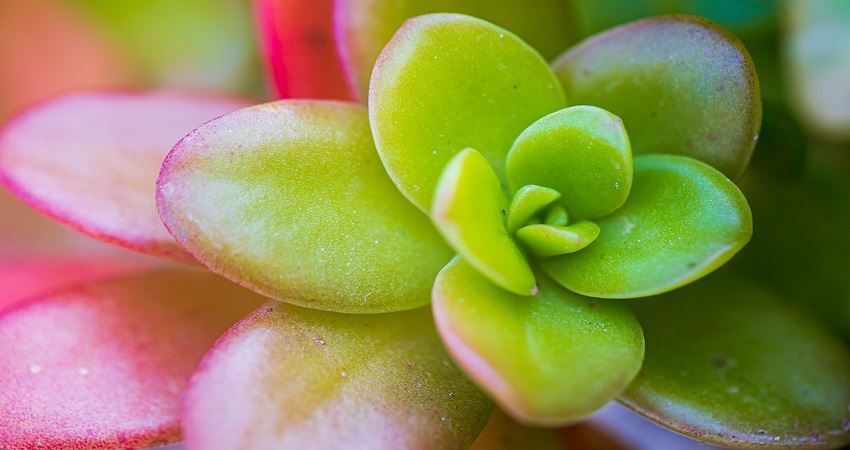 Why Does Your Jade Plant Have White Spots.jpg