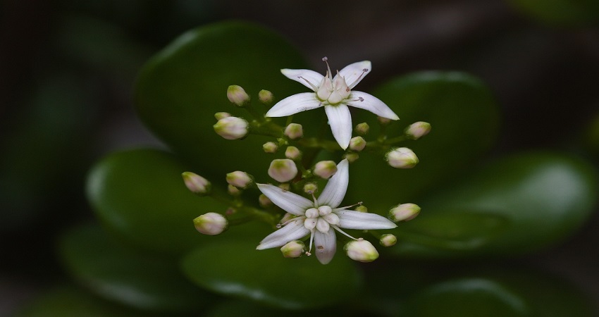 Why Is Your Jade Plant Dropping Leaves.jpg