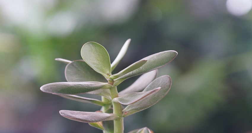 Why Is Your Jade Plant Turning Purple.jpg