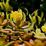 Why Is Your Jade Plant Turning Yellow.jpg