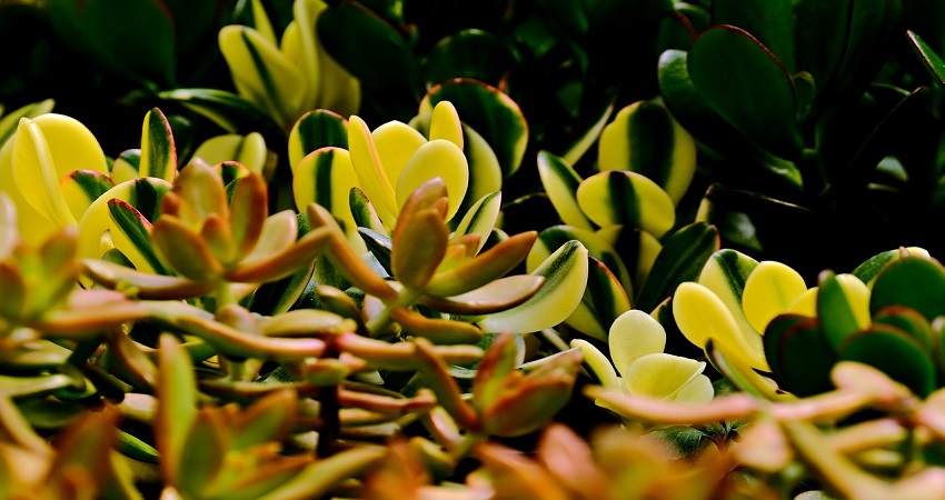 Why Is Your Jade Plant Turning Yellow.jpg